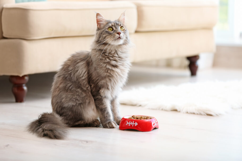 Adorable Maine Coon cat near bowl with food at home. Space for text O seu gato não come? Algumas doenças, como problemas na boca, podem causar perda de apetite