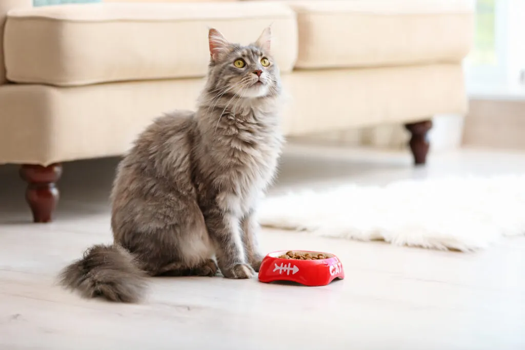 Adorable Maine Coon cat near bowl with food at home. Space for text O seu gato não come? Algumas doenças, como problemas na boca, podem causar perda de apetite