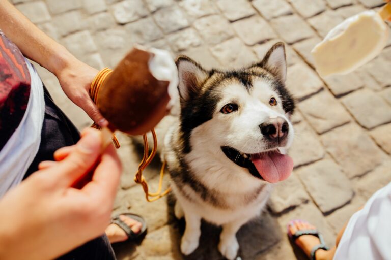 Gelados para cães: como refrescar o seu patudo no verão