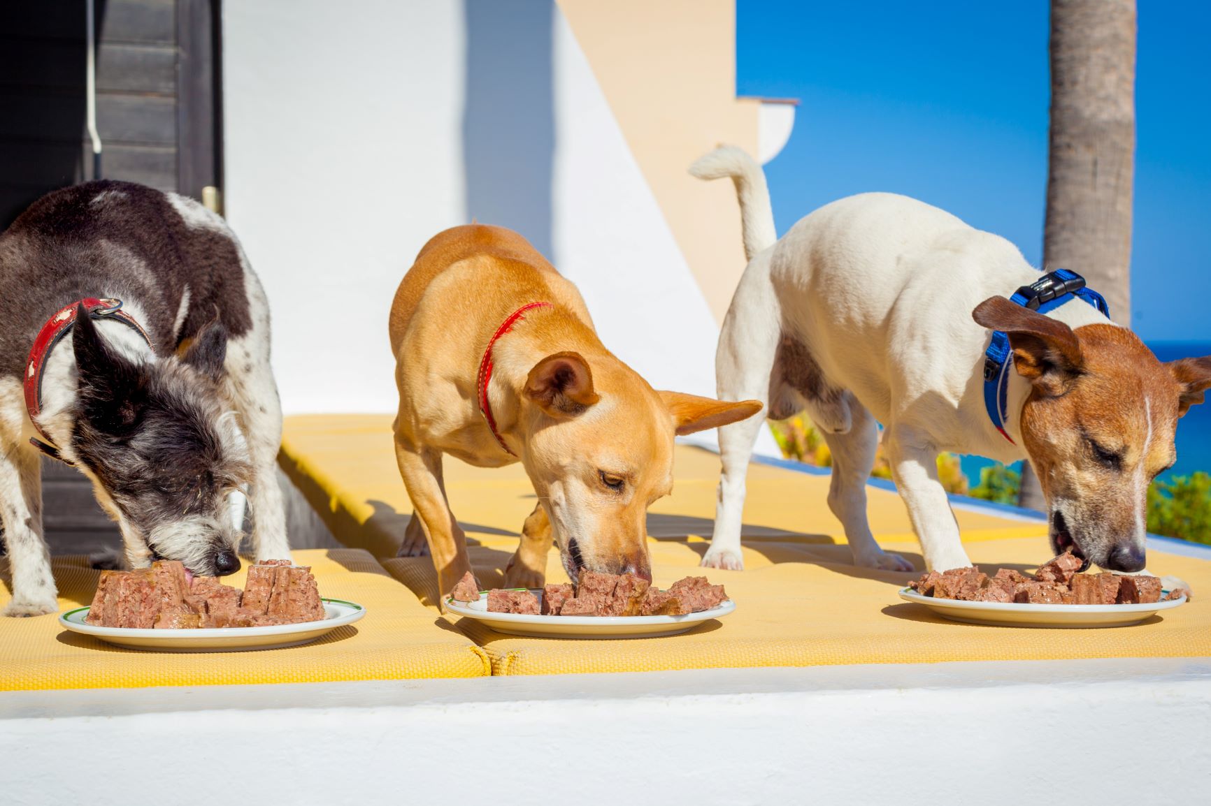Gelados para cães: a comida húmida é um excelente ingrediente para gelados caseiros