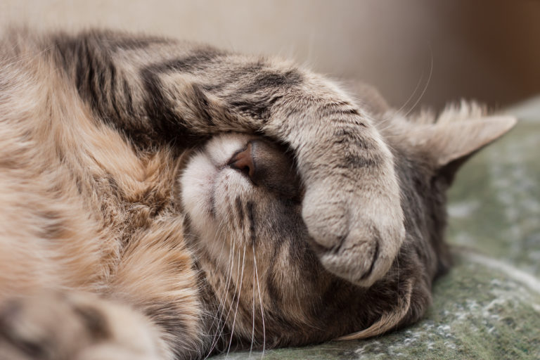 Gripe felina: tal como nas pessoas, a gripe é uma doença que pode tornar-se muito grave.