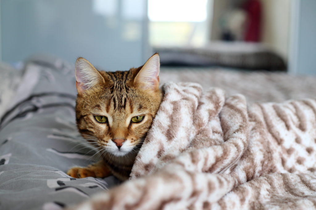 Sinais de gripe felina e tratamento