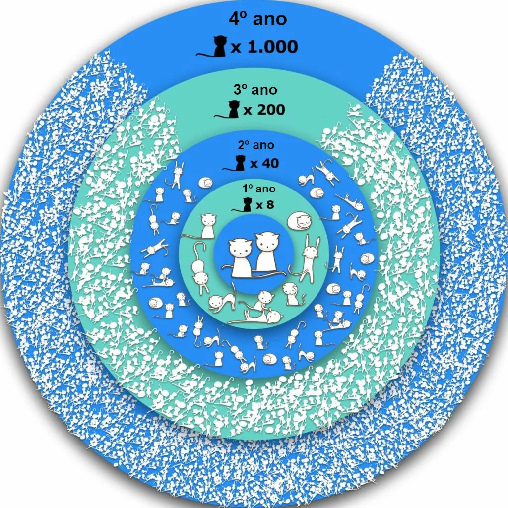 A castra&ccedil;&atilde;o dos gatos &eacute; importante por causa da capacidade reprodutiva destes felinos.