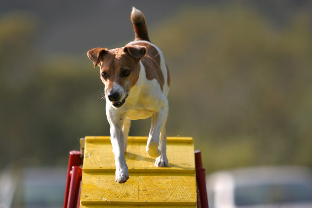 jack russell terrier rampa agility