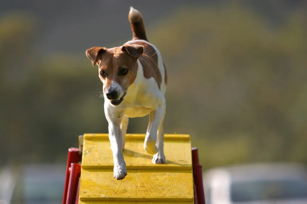jack russell terrier rampa agility