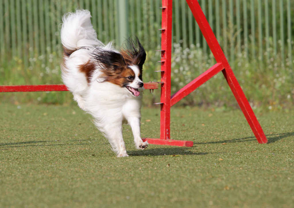 cão em treino de agility
