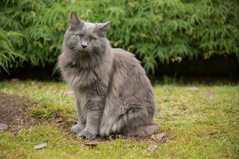 gato nebelung no jardim