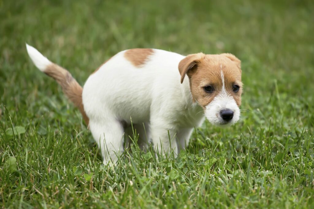 Treino de higiene: Sempre que o seu cachorrinho fizer as suas necessidades na rua mostre-lhe o seu contentamento. Elogie-o carinhosamente.