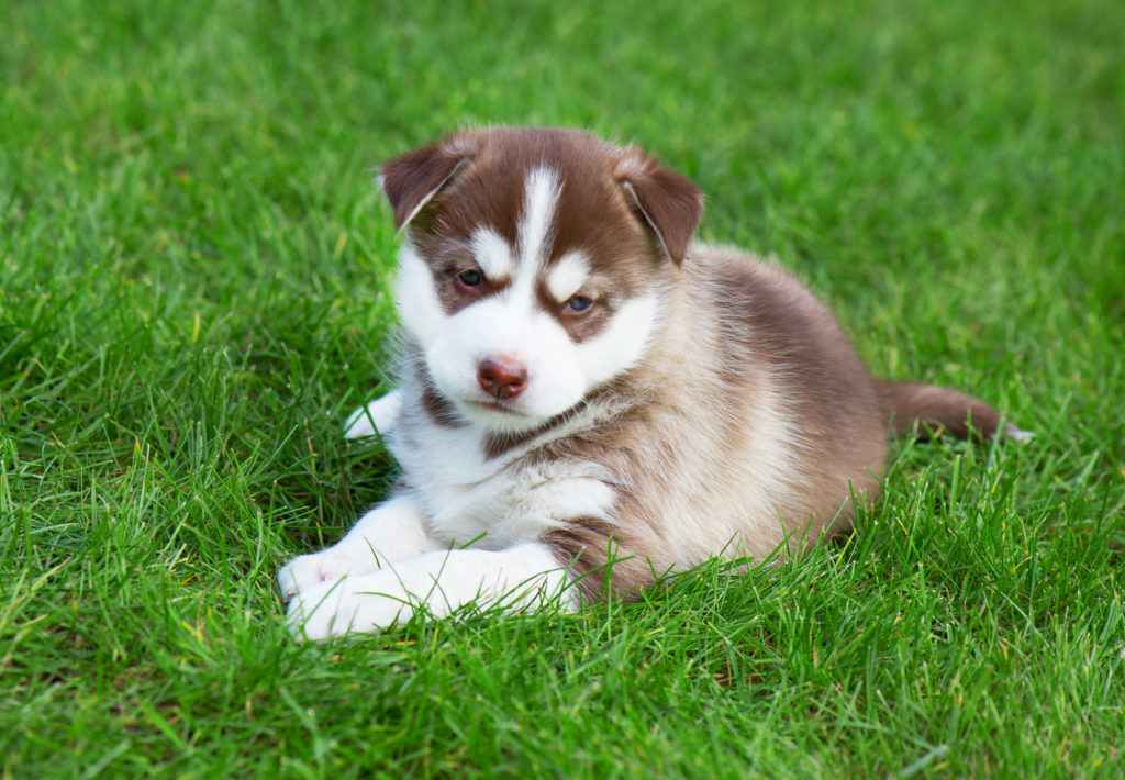 O Husky Siberiano não é um cão adequado para zonas com temperaturas altas