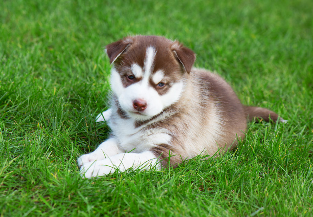 Husky_4 O Husky Siberiano não é um cão adequado para zonas com temperaturas altas