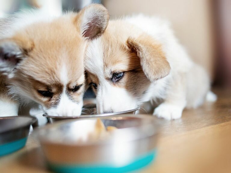 Alimentação dos cães nas várias fases da vida_1