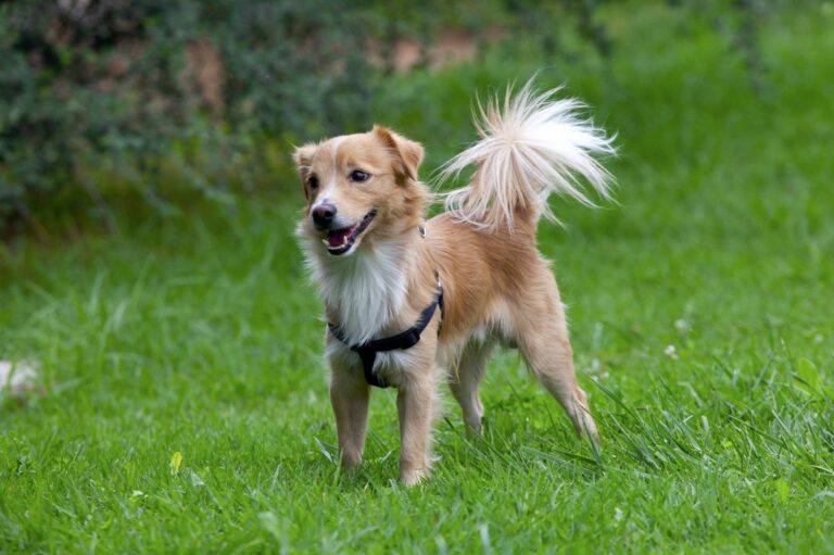alopekis_1 A raça de cães Alopekis é originária da Grécia e pouco conhecida na Europa