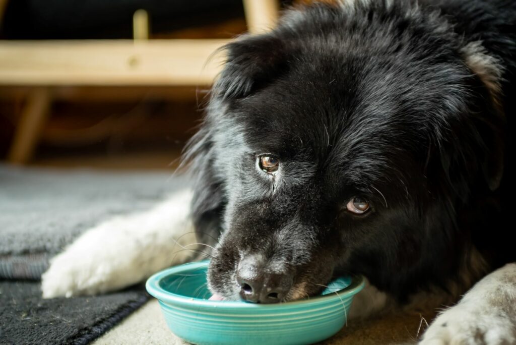 cão senior tigela comida-1024×684