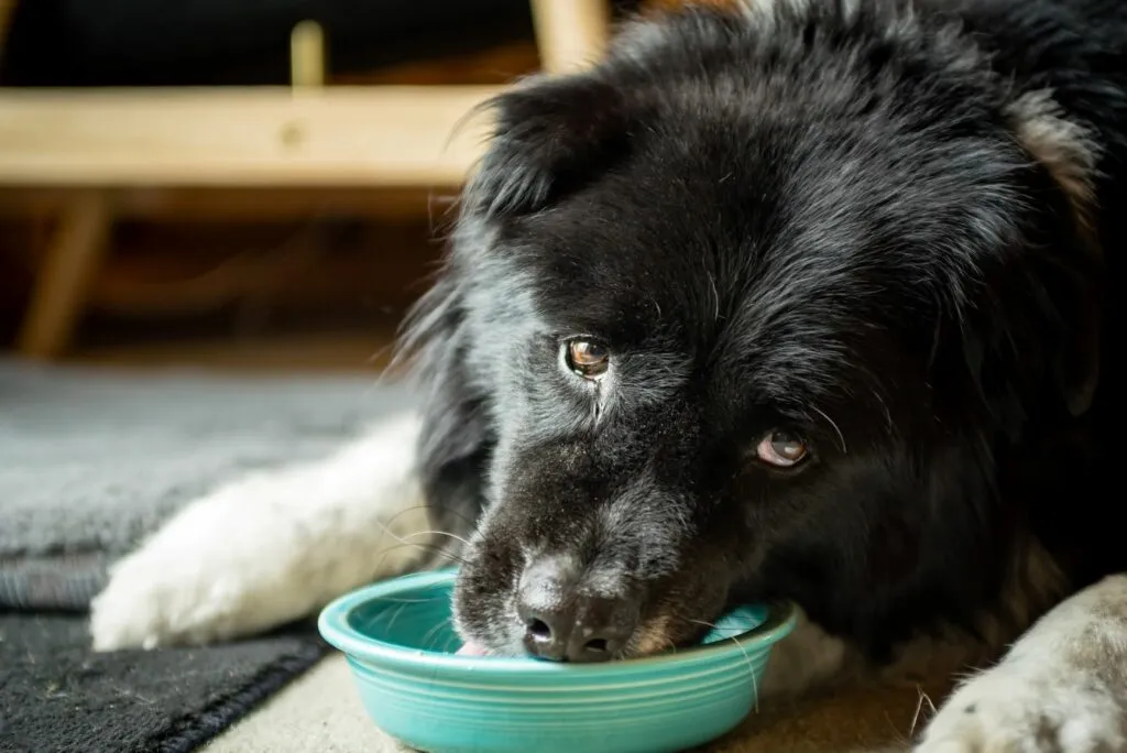 cão senior tigela comida-1024×684