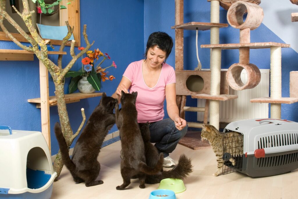 cat sitter-1024×686