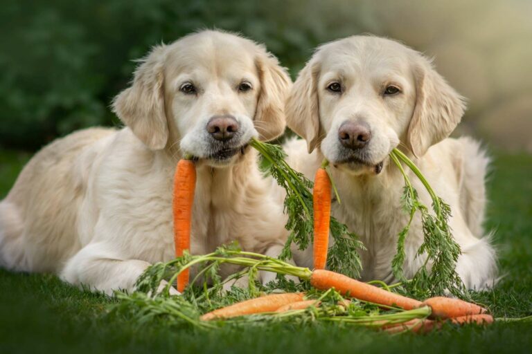 comida vegetariana para cães_1-768×512