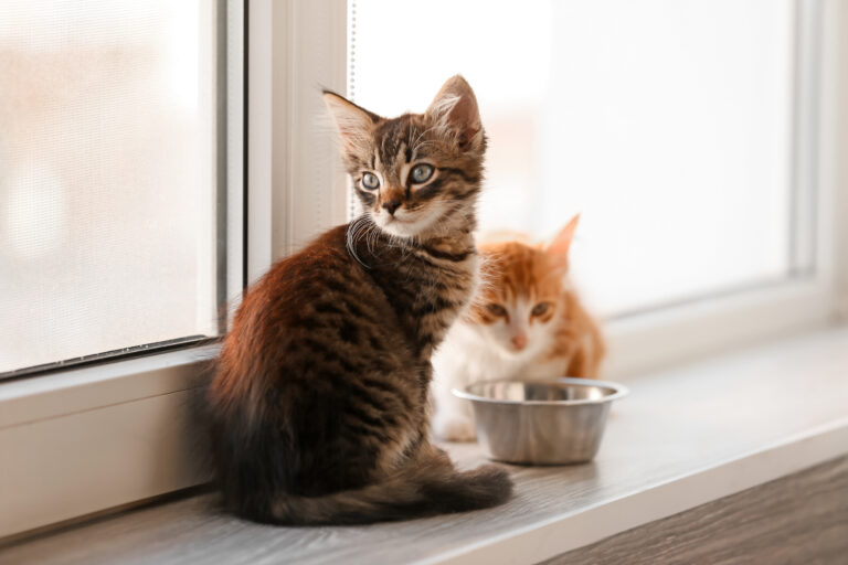 Cute little kittens on window sill Alimentação adequada para gatos: a qualidade da comida é um dos principais aspetos a ter em conta