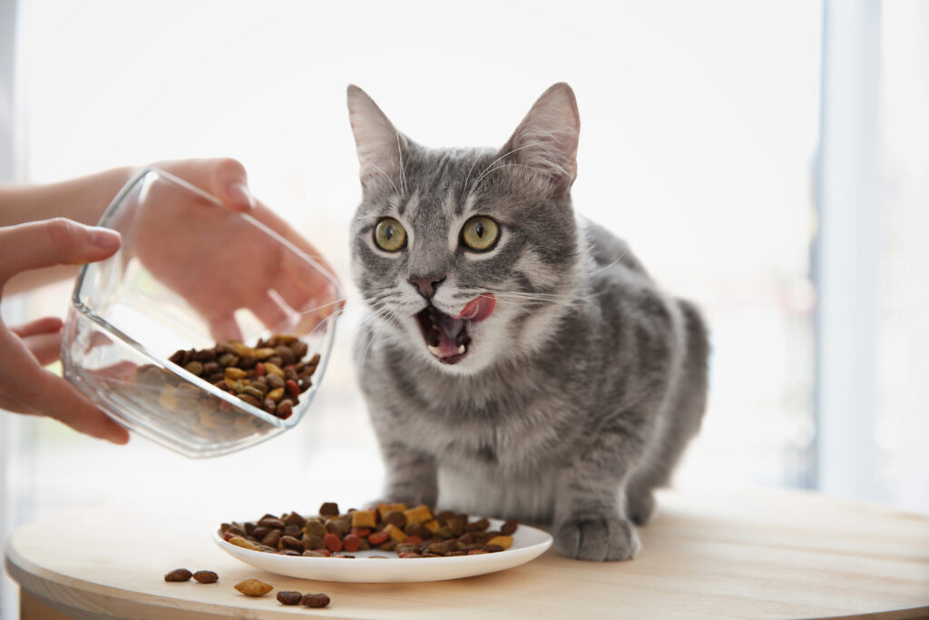 Owner feeding cute cat at home Alimentação adequada para gatos: de ajustar a comida à idade e condição física do seu gato