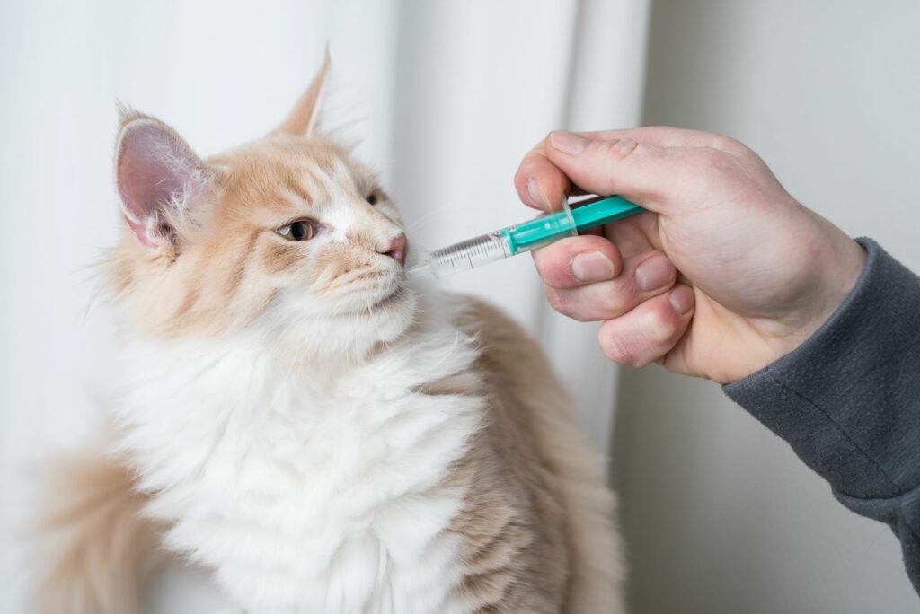 Dar comprimidos a gatos: uma acessório útil é uma seringa para dar o medicamento diluido