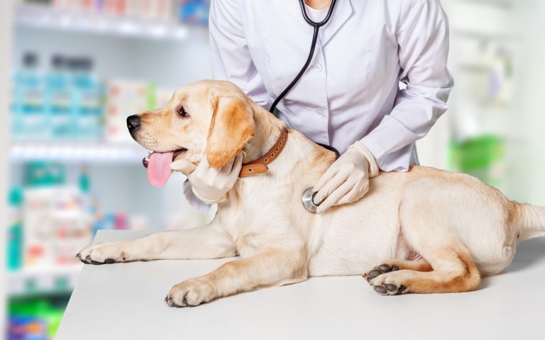 doenças urinárias nos cães doenças urinárias nos cães