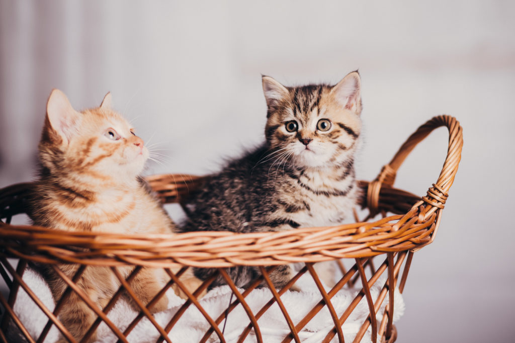 dois gatinhos cesto-1024×682