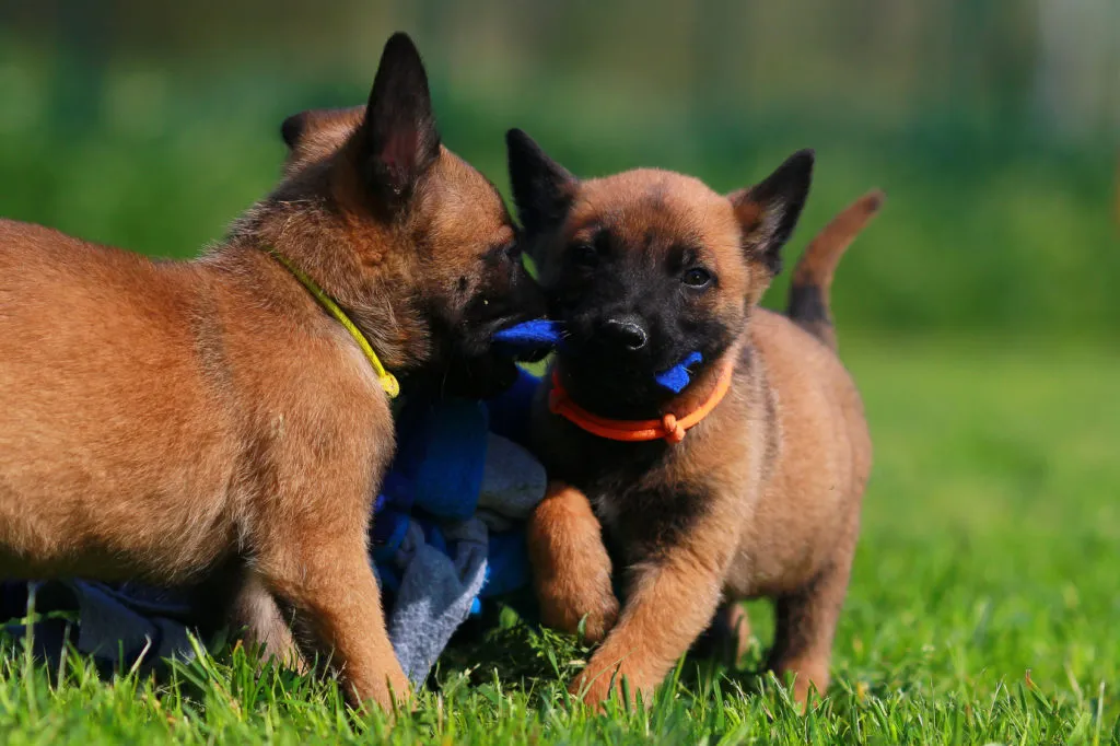 escola para cachorros-1024×682