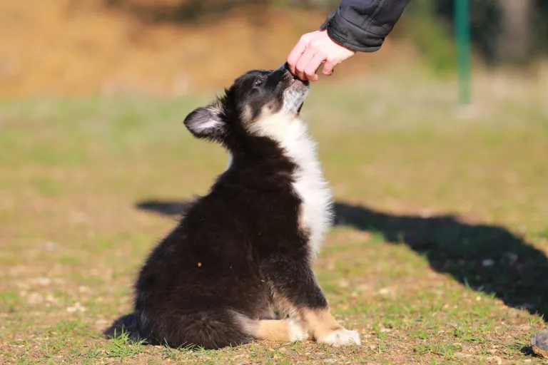 escola para cachorros escola para cachorros
