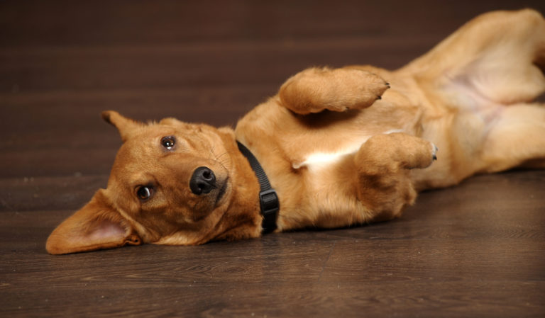 Red dog lying belly up A flatulência nos cães é um problema que causa incómodo e pode ser tratada facilmente.