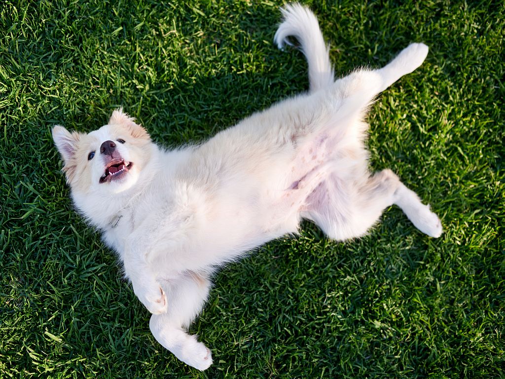 Puppy rolling on his back for belly rub A flatulência pode atingir cães de qualquer idade ou raça