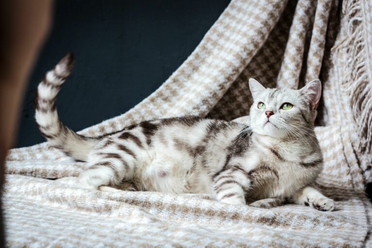 Um sinal de gravidez nas gatas é o aumento do tamanho da barriga.