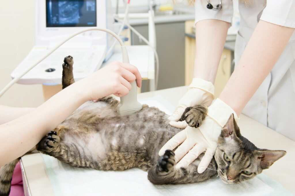 Os veterinários acompanham a gravidez nas gatas através de exames