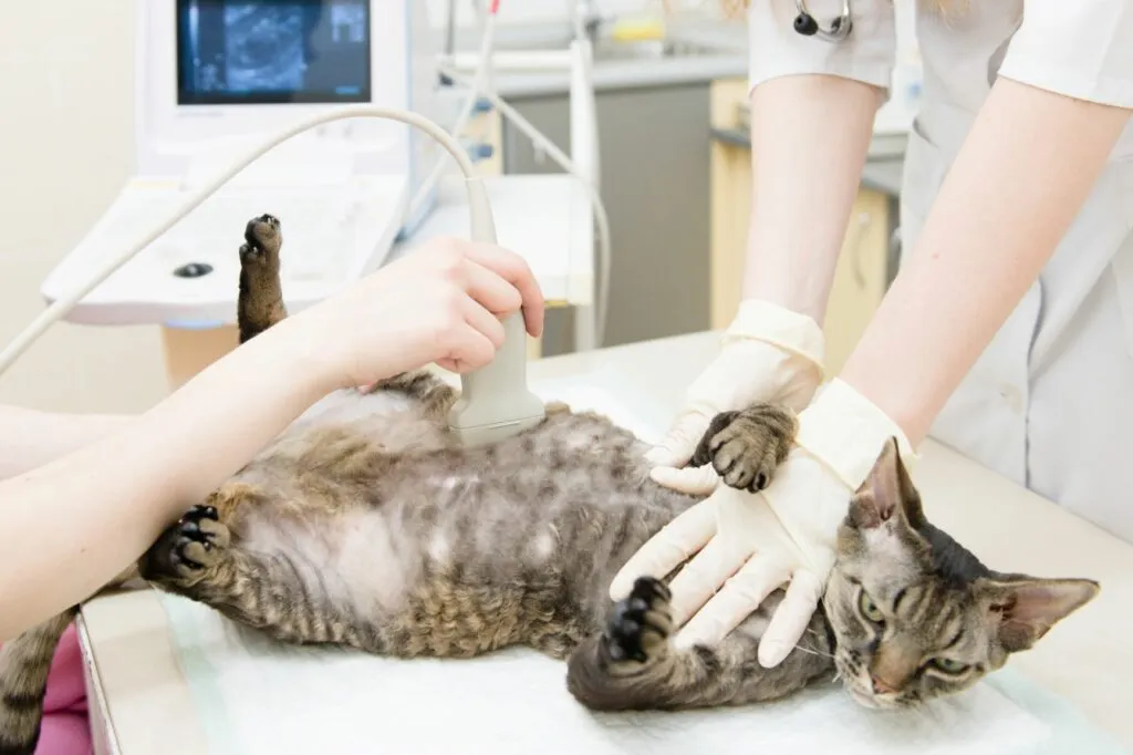 gata gravida_2 Os veterinários acompanham a gravidez nas gatas através de exames
