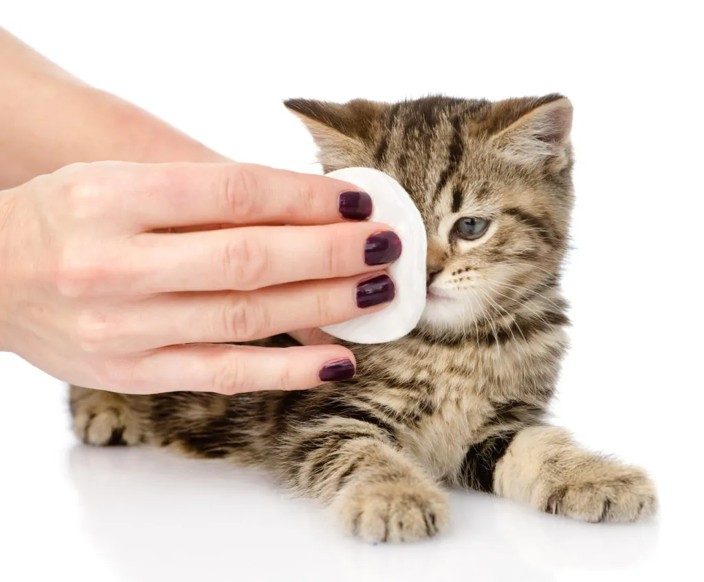 gatinho limpeza olhos-1024×846