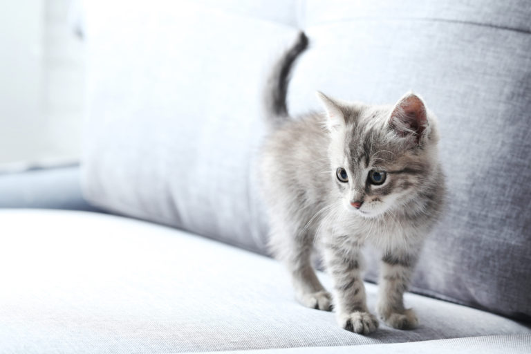 Como saber o sexo de um gato? Até mesmo observar a cor do pelo