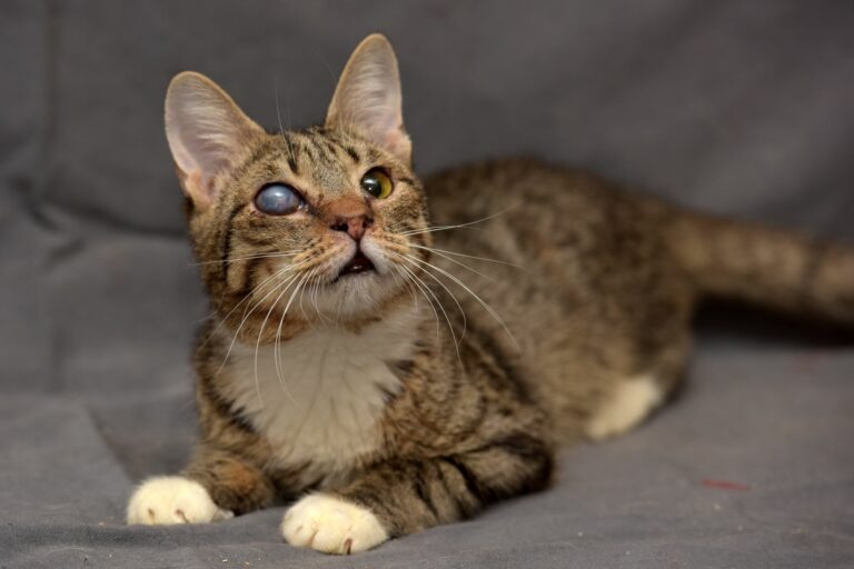 cegueira nos gatos_gato no sofá-768×512 cegueira nos gatos_gato no sofá-768×512