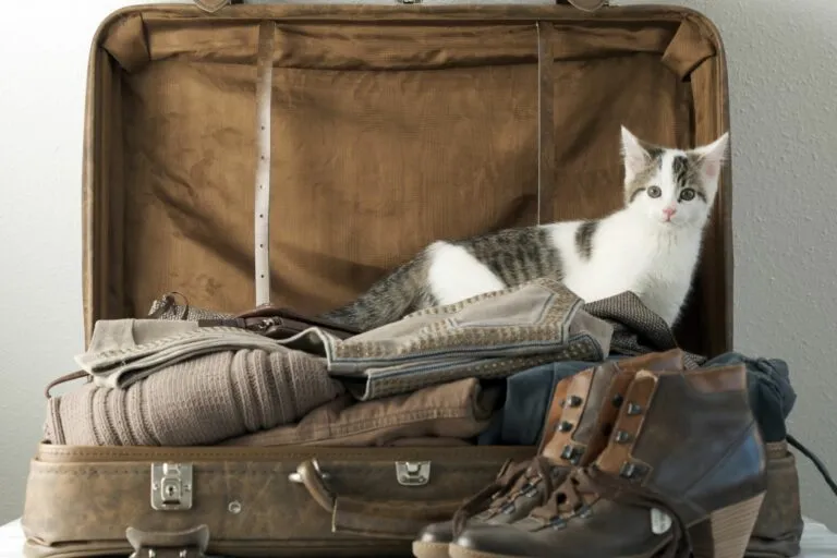 gato dentro de mala de viagem-768×512