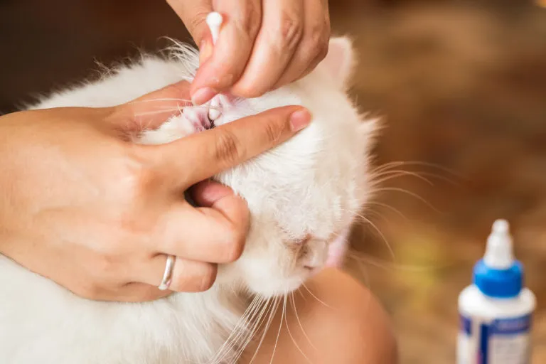 gato limpeza ouvidos-768×512 gato limpeza ouvidos-768×512
