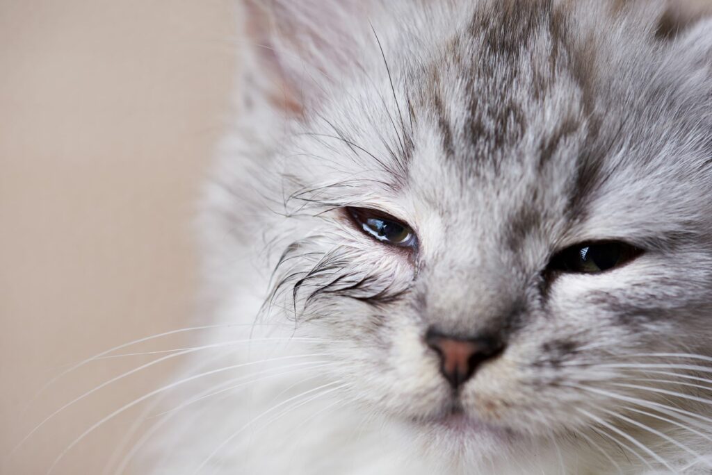 gato olho infetado-1024×684