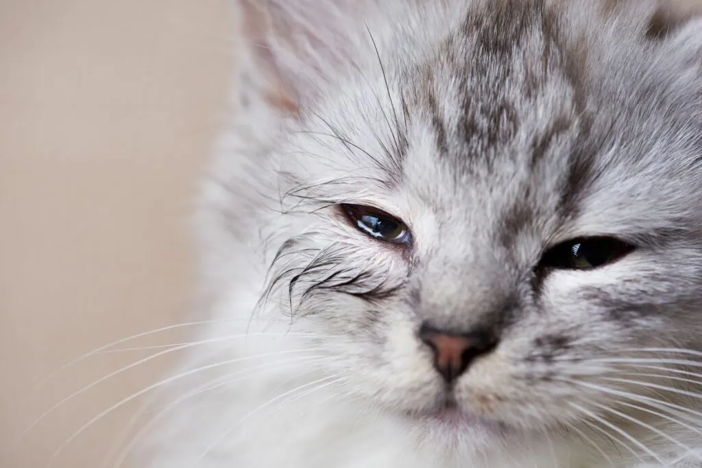 gato olho infetado-1024×684