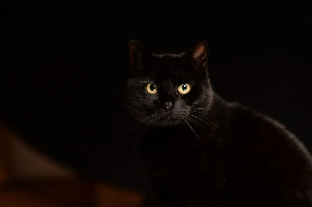 gato preto-1024×682