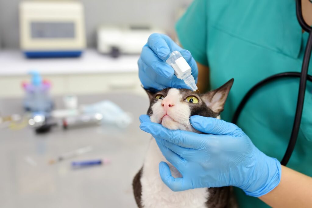 gato veterinário olho-1024×682