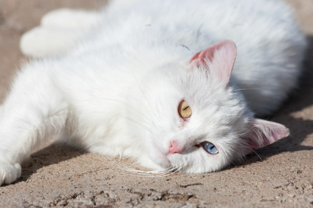 As queimaduras solares em gatos brancos ou sem pelo são mais comuns.