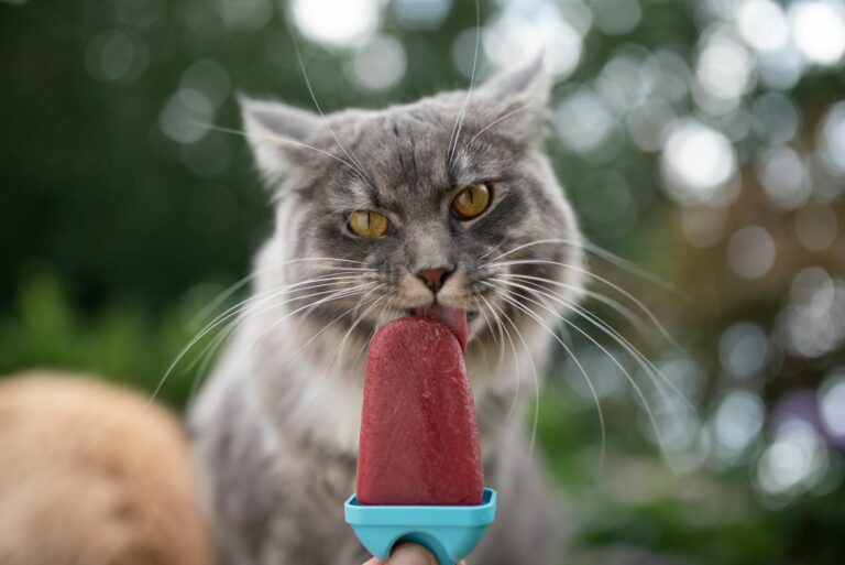 Gelados para gatos: também os nossos gatos gostam de guloseimas frescas no verão