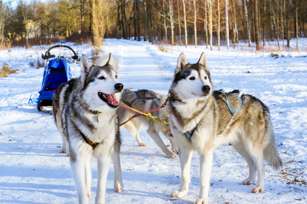 husky_2