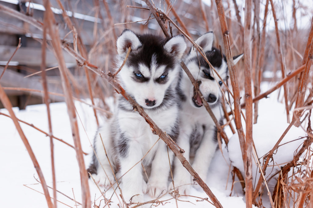 O Husky Siberiano é muito ativo desde que nasce