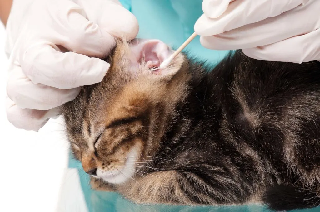 limpeza cotonete gato-1024×680