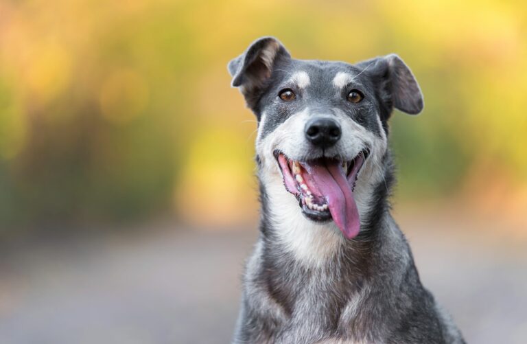 A linguagem dos cães é complexa e pode ser difícil de interpretar