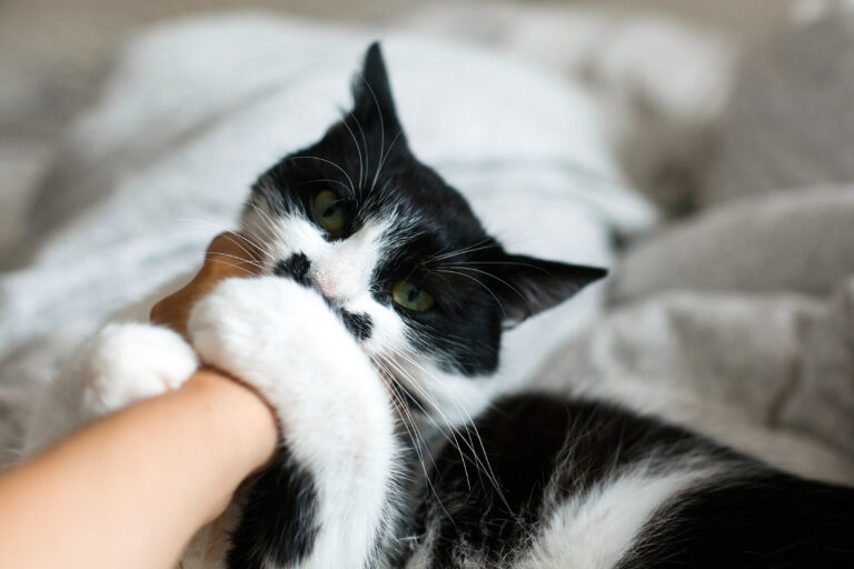 As mordidas de gato são perigosas pois podem causar doenças e passam despercebidas.