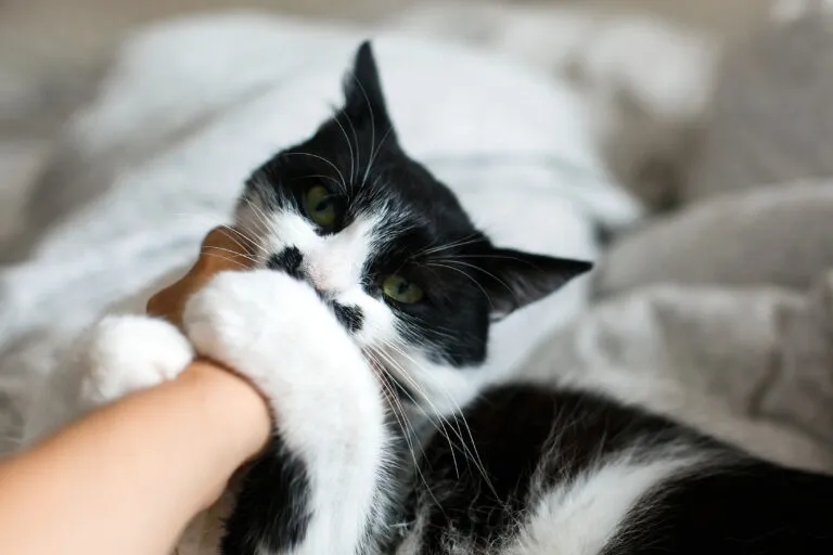 Cute cat with moustache biting owner hand on bed. Funny black and white kitty with angry emotions bites girl hand and scratches on stylish sheets. Space for text. As mordidas de gato são perigosas pois podem causar doenças e passam despercebidas.
