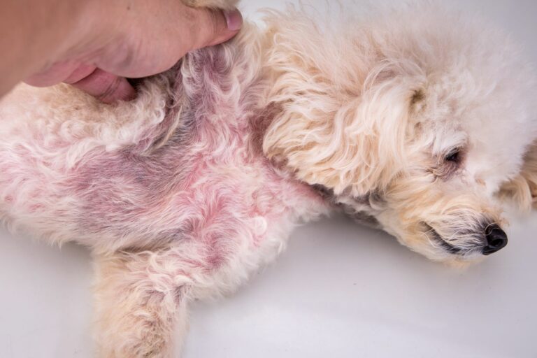 As doenças de pele nos cães podem ser causadas por bactérias ou por outras doenças.